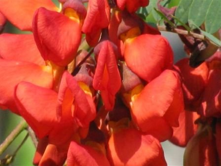 Sesbania tripetii-Red Wisteria Tree.jpg